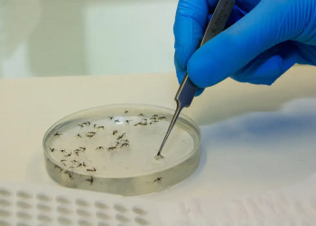 Ministério da Saúde faz alerta sobre aumento de casos da febre oropouche no Brasil