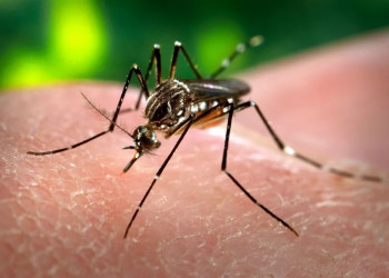 Dengue matou mais que o dobro de pessoas no 1º trimestre de 2024 em relação ao mesmo período de 2023