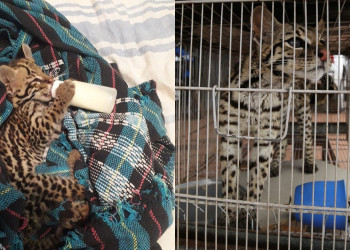 Pensando ser gato, família resgata jaguatirica de queimada e após 1 ano faz entrega voluntária no PI