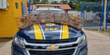 Motorista que transportava ilegalmente mais de 30 aves é preso pela PRF no Piauí; cada uma custou R$ 10