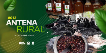 Comercialização de mel e criação da galinha da raça canela-preta no Piauí: assista ao Antena Rural (04.01.26)