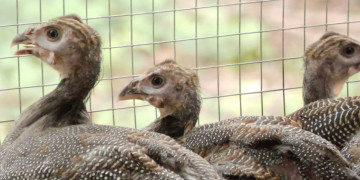 Família de Altos aposta na criação de capotes e transforma manejo em fonte de renda; assista!