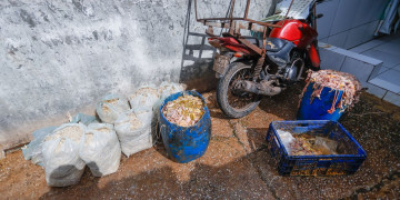 Polícia Civil deflagra operação e fecha abatedouro clandestino de aves em Teresina; dejetos eram lançados em grotão
