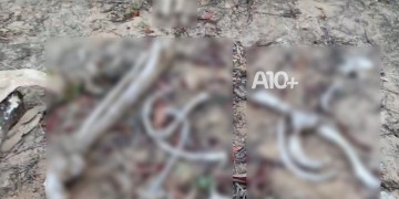 Ossada humana é encontrada em área de mata no litoral do Piauí