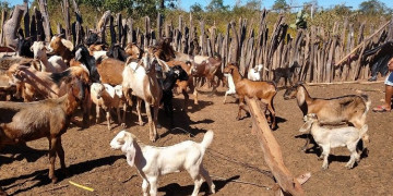 Morte repentina de mais de 100 animais é investigada no Piauí; casos foram registrados após aplicação de vacinas