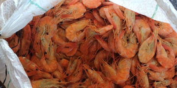 PRF apreende mais de 1,3 tonelada de pescado impróprio para consumo em ônibus na BR-343, no Piauí