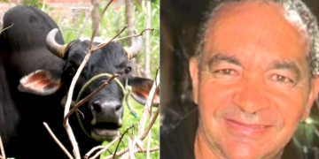 Empresário morre após ser atacado por boi de estimação em Teresina; moradores temem novos ataques