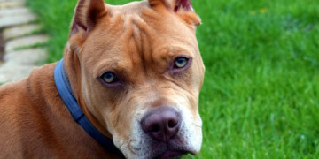 Adolescente de 13 anos fica gravemente ferido após ataque de pitbull no Piauí; animal matou outros dois cães