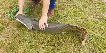 Criação de pirarucu cresce no interior do Piauí e se destaca como atividade rentável; peixe pode pesar até 200kg