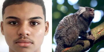 Secretaria de Saúde confirma que adolescente de 17 anos mordido por sagui morreu após contrair raiva humana no Piauí