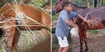 Menino passa mal após encontrar égua de suporte emocional morta a facadas no Piauí; família faz vaquinha e recebe doação de dois animais