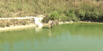 Produtor rural de Altos investe na piscicultura como alternativa de geração de renda; assista!