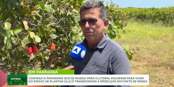 Produção de caju transforma propriedade rural em fonte de renda e emprego no litoral do Piauí; assista!