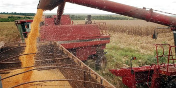 Soja e milho são responsáveis por cerca de 85% do valor total da produção agrícola do Piauí, diz IBGE