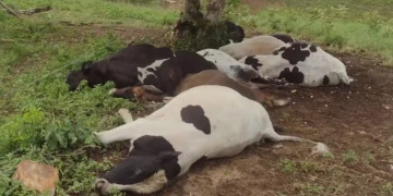 Mais de 610 animais já morreram após aplicação de vacina no Piauí e outros estados, diz Ministério; entenda