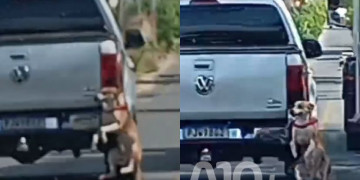 Polícia Civil investiga vídeo que mostra cachorro preso ao para-choque de carro em movimento em Teresina