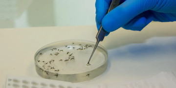Ministério da Saúde faz alerta sobre aumento de casos da febre oropouche no Brasil