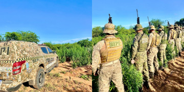 Polícia Militar desarticula roça de maconha no Piauí; cultivo poderia produzir cerca de 5 toneladas da droga