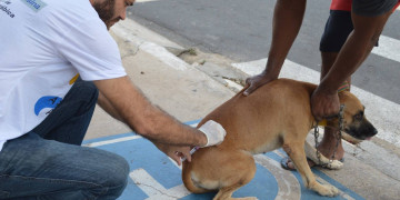 Cães e gatos da zona Rural Norte e Leste de Teresina serão vacinados em casa neste sábado (18)