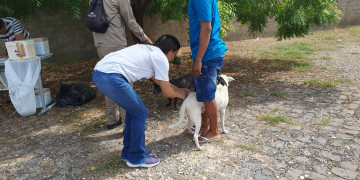 FMS divulga postos de vacinação antirrábica para etapa urbana nas zonas Norte e Leste de Teresina neste sábado (9)