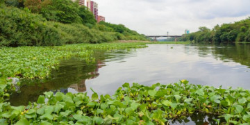 MP e MPF se reúnem com órgãos técnicos e tratam da retirada de aguapés no Rio Poti, em Teresina
