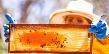 Piauí é o maior produtor de mel do Nordeste e o 2º maior do Brasil, aponta IBGE; estado movimentou R$ 101 milhões com produção