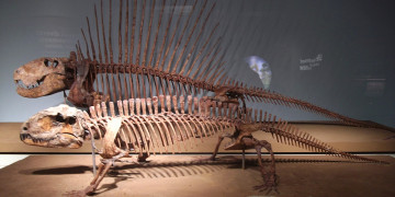 Universidade Federal do Piauí protagoniza descoberta inédita de pelicossauros no Brasil, com fósseis de cerca de 280 milhões de anos