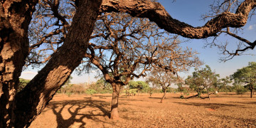 Governo Federal reconhece situação de emergência em 4 cidades afetadas por desastres naturais no Piauí