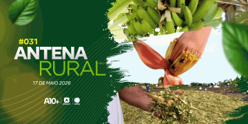 Antena Rural 17.05: produção de arroz no Piauí, receita de carneiro e muito mais; assista!