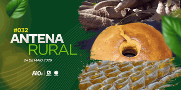 Antena Rural 24.05: macaxeira irrigada, seminário fortalece apicultura e receita de bolo de abóbora