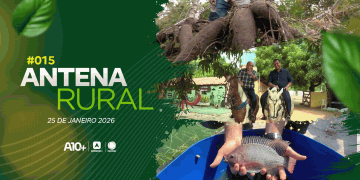 Criação de peixes, colheita da macaxeira e entrevista com Matheus Oliveira: assista ao Antena Rural deste domingo (25.01.26)