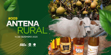 Preservação do bacuri, bastidores da Expoapi e a produção de cajuína: assista ao Antena Rural deste domingo (14.12.25)
