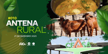 Gado Sindi, receita e a rotina na maior central de abastecimento do Piauí: assista ao Antena Rural deste domingo (21/12)