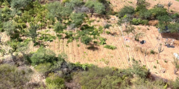 Megaoperação das Polícias do Piauí e Pernambuco apreende 5 toneladas de maconha e desmonta plantação em área isolada