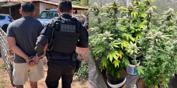 Polícia Civil descobre estufa de maconha e apreende armas durante operação para desarticular organização criminosa no Piauí