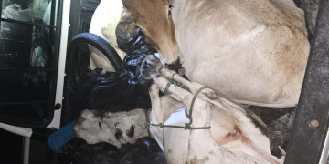 Criadores fazem manifestação contra onda de furtos de animais em José de Freitas; prejuízos chegam a R$ 50 mil