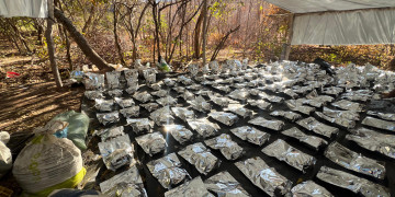 Polícia desarticula plantação de 5 hectares com 130 mil pés de maconha no Sul do Piauí; VÍDEO