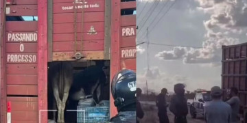 Caminhão que transportava jumentos é apreendido no Maranhão; suspeita é que carne do animal seria vendida como bovina no Piauí