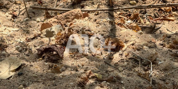 Ossada humana é encontrada dentro de 