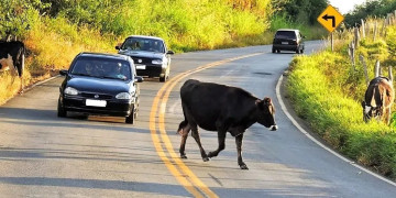 Após duas mortes causadas por batidas com animais, MP recomenda medidas urgentes a municípios do Piauí