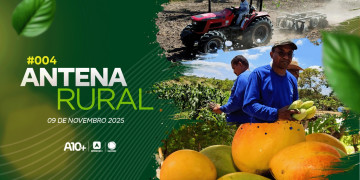 Produção de leite, milho híbrido e biojoias do caroço da manga: assista ao Antena Rural deste domingo (09.11)