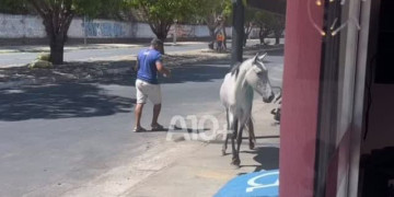 Cavalo que invadiu salão tenta entrar mais uma vez dentro de estabelecimento em Teresina: 