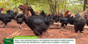 Baixo custo de manutenção, raça nativa piauiense e rica em genética: como funciona a criação da galinha canela-preta; VÍDEO!