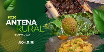 Antena Rural: abelhas sem ferrão, viveiro de frutíferas e muito mais; assista ao programa deste domingo (01.03.26)