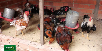 Originalmente brasileira, com grande porte e peso de até 6kg: conheça a Galinha Balão, criada para alimentar grandes famílias