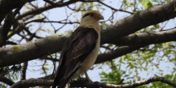 Pesquisa inédita identifica 115 espécies de aves em Teresina; UFPI destaca importância dos parques urbanos para conservação da avifauna
