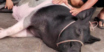 Sem condições de mantê-lo, tutor procura família para o porquinho Totó em Teresina; VÍDEO!