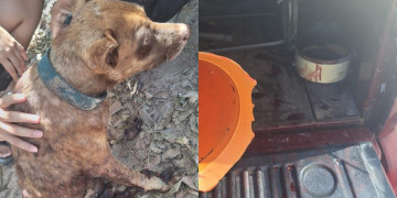 Polícia Militar prende homem por maus-tratos após cão ser arrastado por veículo em Teresina