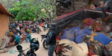 Operação da PM desmancha rinha de galo, prende dono e apreende mais de 50 aves em Timon, Maranhão