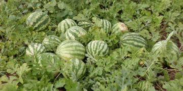 Nova safra da melancia Crimson impulsiona produção e comercialização em Agricolândia, Piauí